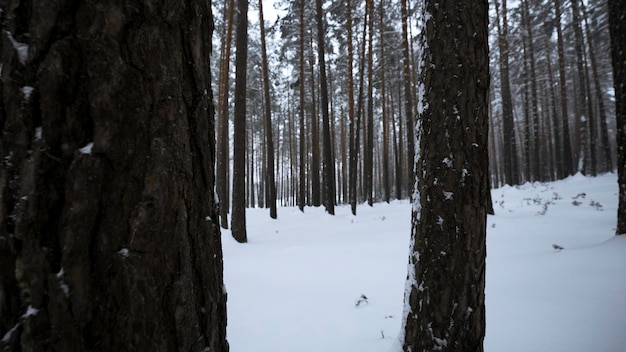 Bella vista nella foresta invernale nella nevicata media foresta hivernale nel tempo innevato bella passeggiata in