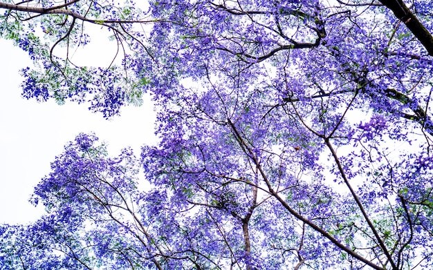 bella vista panoramica del fiore di jacaranda in fiore durante la stagione primaverile a Kathmandu in Nepal