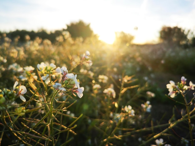 Bella vista primaverile sullo sfondo di un campo fiorente di pastori borsa fiori nei raggi del sole