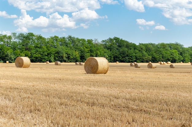 Bella vista su un campo di grano