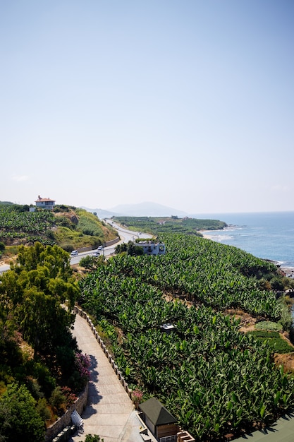 Bella vista sugli alberi e sulla strada che si estende lungo il Mar Mediterraneo. Paesaggio marino