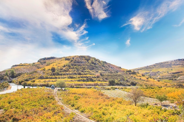 Bella vista sui terrazzamenti dell'uva di Cipro