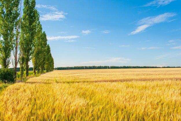 Bella vista sul campo e sul cielo blu