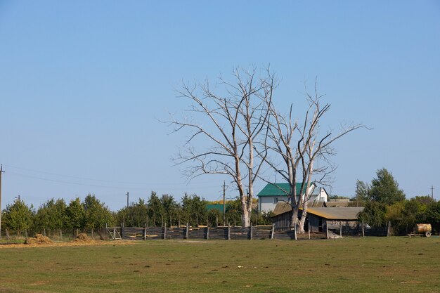 Bella vista sul ranch, una fattoria con alberi secchi.