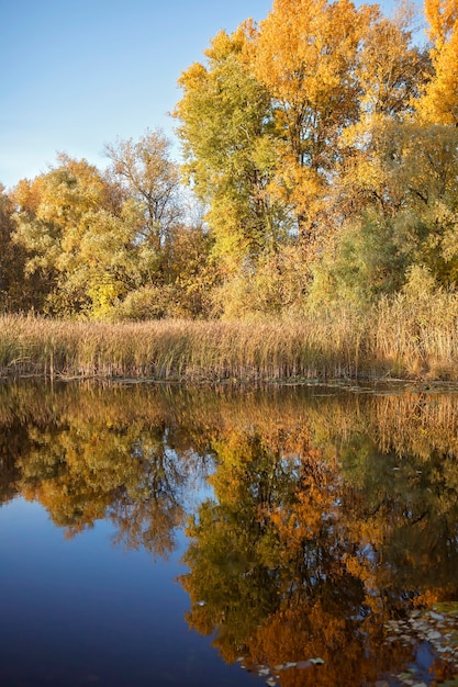 Bella vista sulla foresta con alberi con fogliame giallo dorato e il loro riflesso nell'acqua del lago