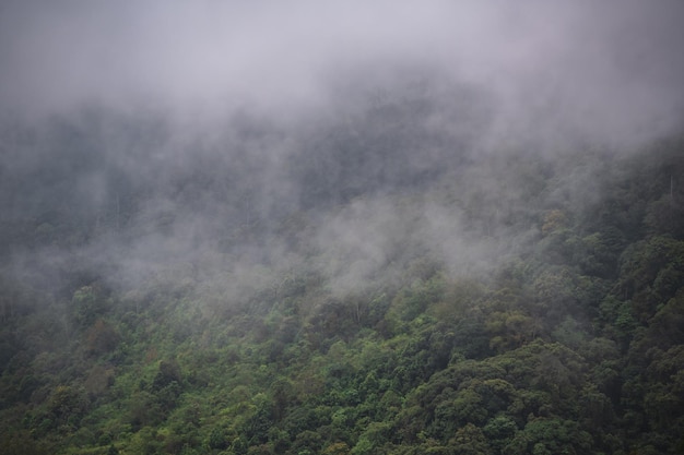 Bella vista sulla montagna e la nebbia nella foresta al monte monjong