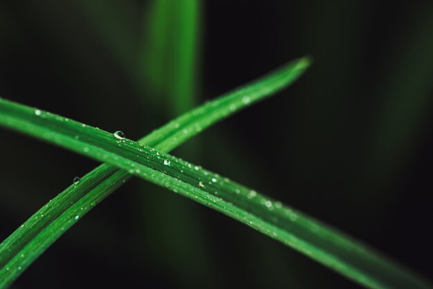 Bella vivida erba verde scuro lucido con gocce di rugiada close-up con copia spazio. Vegetazione pura, piacevole, piacevole con gocce di pioggia in macro.