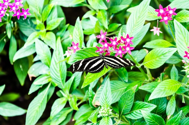 Bella Zebra Butterfly Heliconius Charitonia su foglie verdi in giardino.