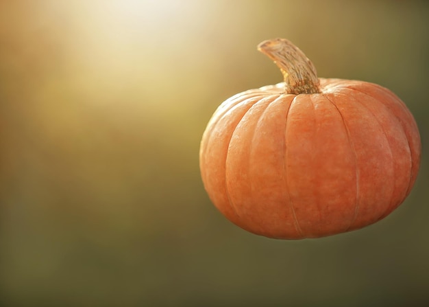 Bella zucca arancione sul primo piano verde del fondo