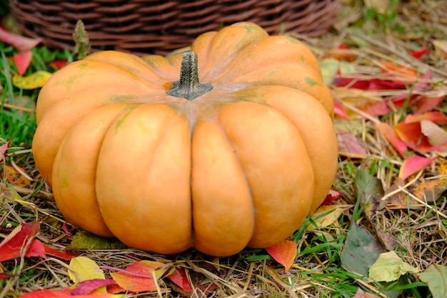 Bella zucca di zenzero arancione maturo sul pavimento nel fogliame autunnale per il giorno del ringraziamento e