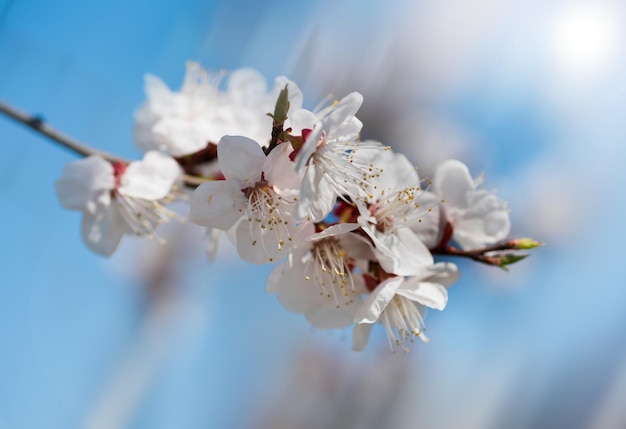 Belle albicocche ramo sullo sfondo del cielo blu La primavera è arrivata