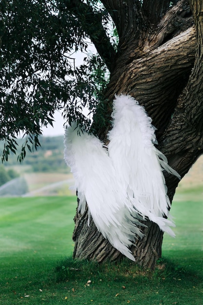 Belle ali bianche di piume appese a un albero