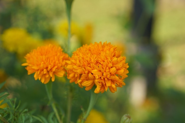 Belle calendule in giardino