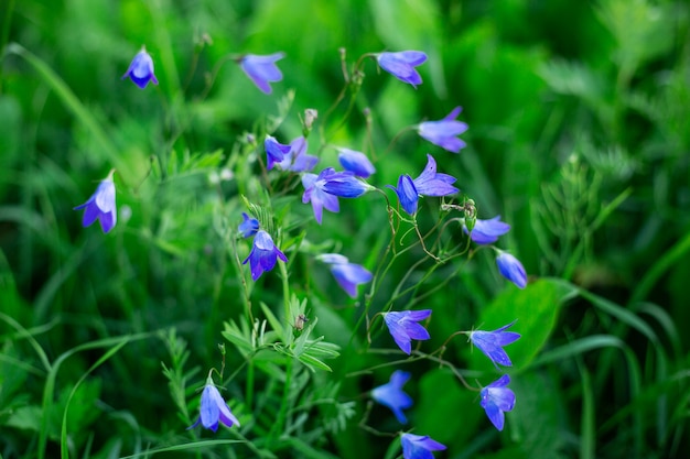 Belle campanule nel campo Soft focus