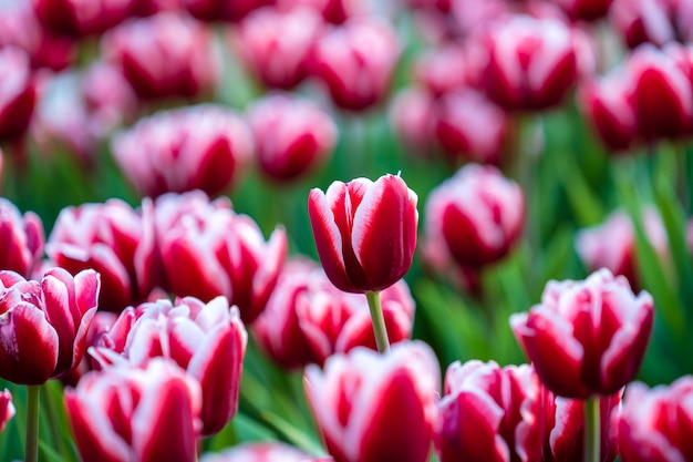 Belle colorati tulipani rosa e bianchi