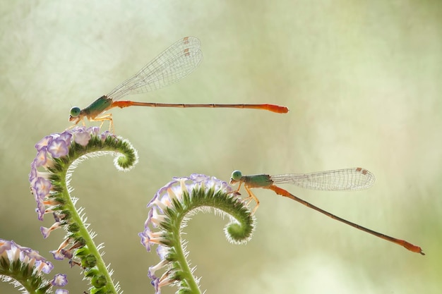 Belle damigelle sul luogo della natura