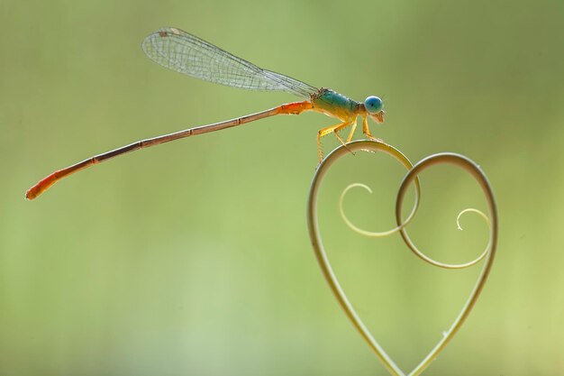 Belle damigelle sul luogo della natura