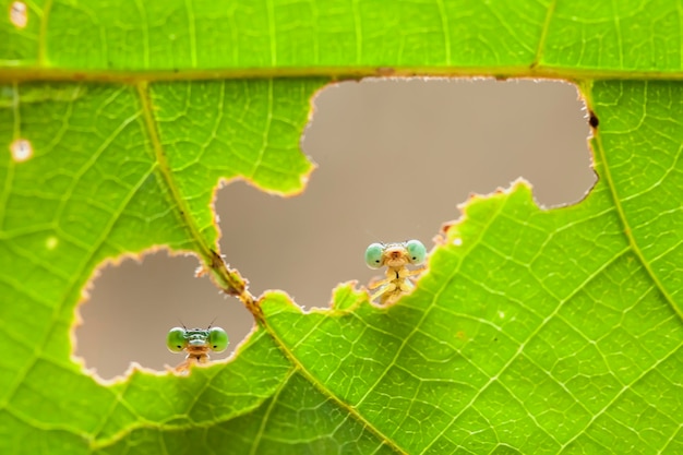 Belle damigelle sul luogo della natura