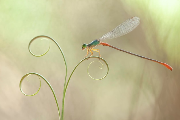 Belle damigelle sul luogo della natura