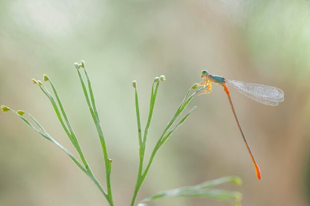 Belle damigelle sul luogo della natura