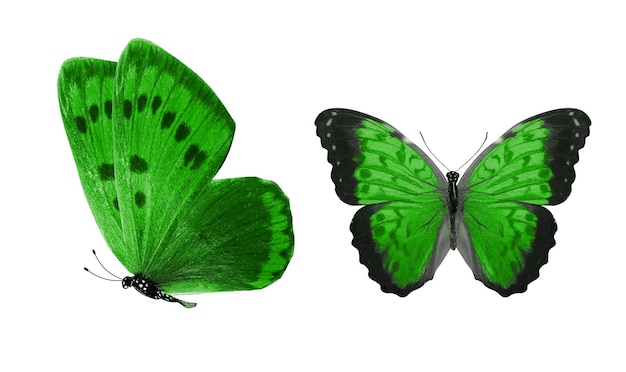 Belle due farfalle verdi isolate su sfondo bianco