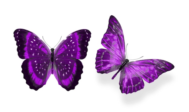 Belle due farfalle viola isolate su sfondo bianco