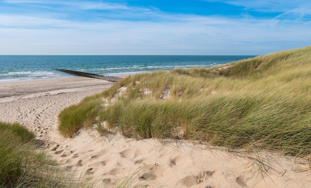 Belle dune di sabbia con oceano sulla costa del Mare del Nord a Renesse, Zelanda, Olanda