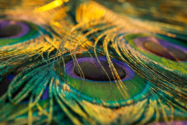 Belle e colorate piume di pavone consistono in uno sfondo naturale astratto bokeh sfocato luce