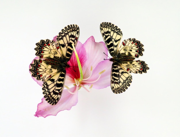 Belle farfalle sul fiore viola dell'albero dell'orchidea isolato su bianco. Zeryntia polixena Festone meridionale