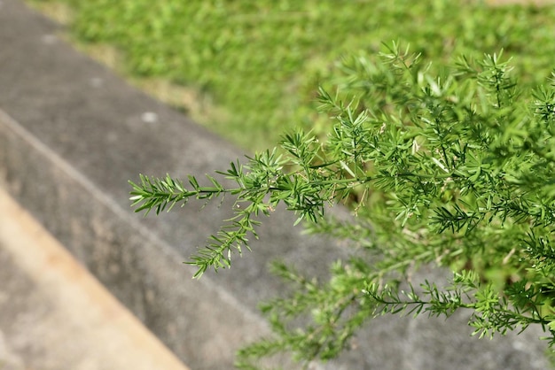 Belle felci verdi della coda di volpe in un giardino