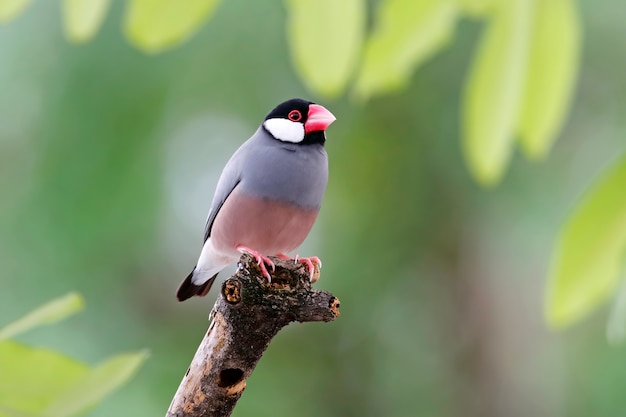 Belle femmine di uccelli della Thailandia