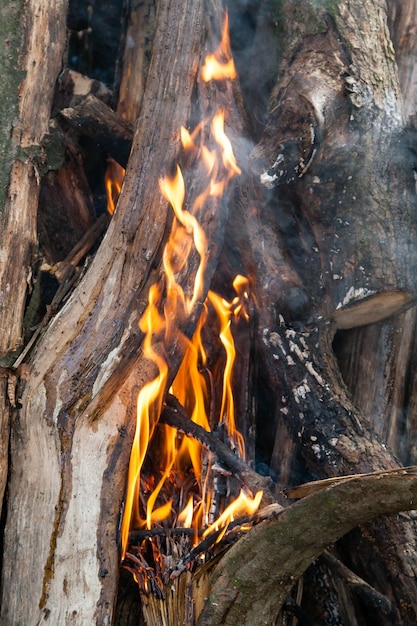 Belle fiamme di fuoco su un falò