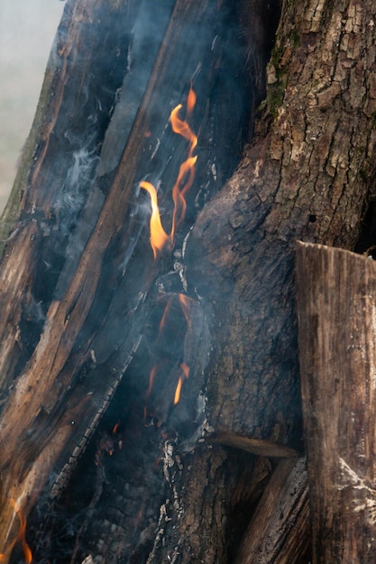 Belle fiamme di fuoco su un falò