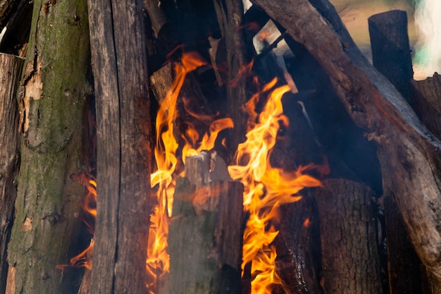 Belle fiamme di fuoco su un falò