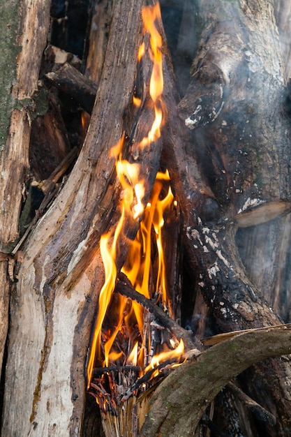 Belle fiamme di fuoco su un falò