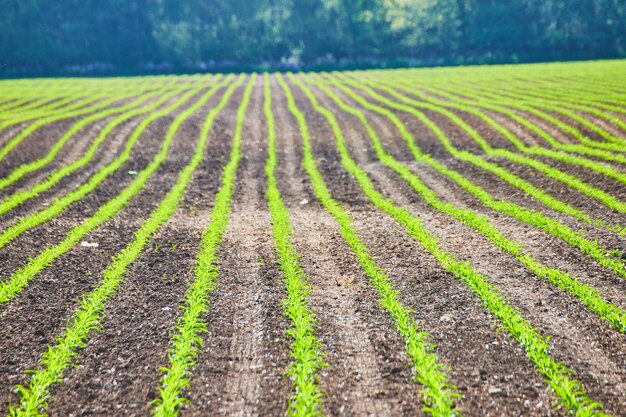 Belle file ordinate di piante verdi brillanti che crescono in un campo.