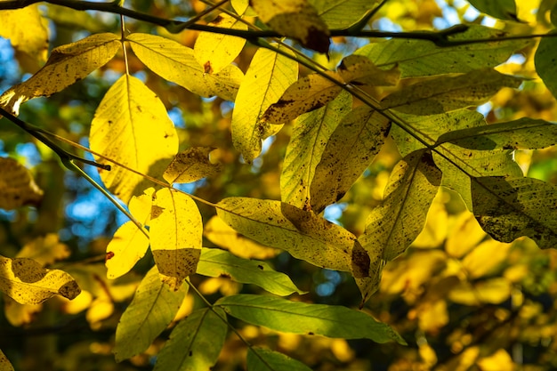 Belle foglie autunnali al sole