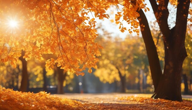 Belle foglie autunnali arancioni e dorate contro un parco sfocato alla luce del sole con un bellissimo bokeh