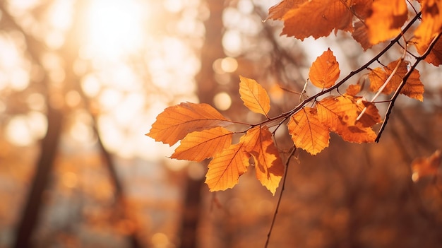 belle foglie autunnali sul sole e alberi sfocati