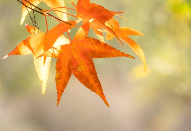 Belle foglie d'acero in una giornata di sole autunnale in primo piano e sfondo sfocato a Kyushu, in Giappone