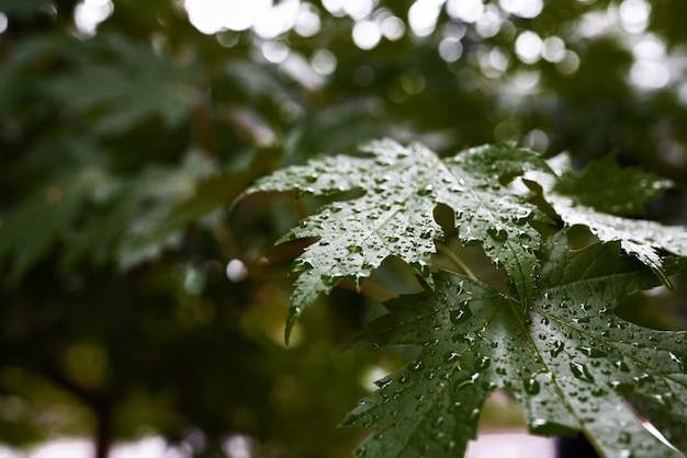 belle foglie d'acero verde con gocce di ross.