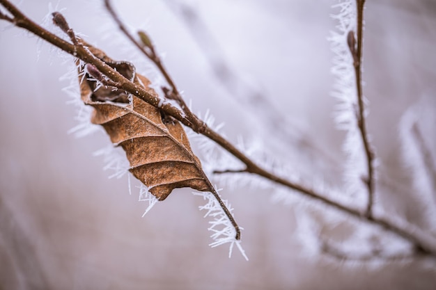 Belle foglie d'inverno gelido su sfondo sfocato natura primo piano Macro natura astratta