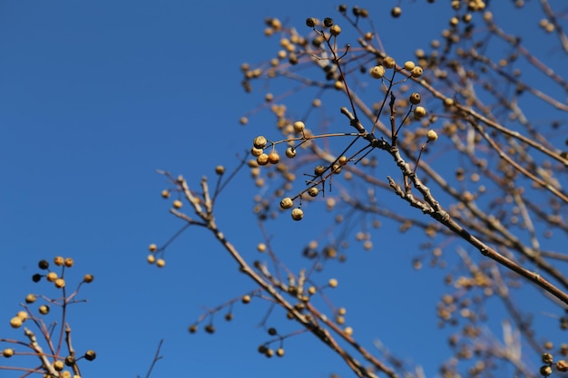 belle foglie d'oro dorate di piante su sfondo sfocato natura verde