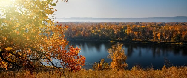 Belle foglie di acero autunnali. paesaggio autunnale della foresta. muro della stagione autunnale. copia spazio