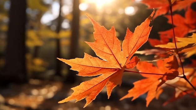 belle foglie di acero nella giornata di sole autunnale