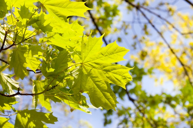 Belle foglie di acero verde nella stagione primaverile