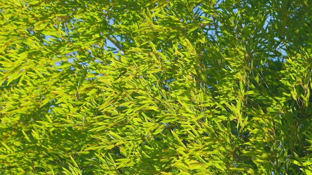 Belle foglie di bambù verde caldo giorno di primavera bambù verde sotto il cielo blu in una giornata di sole ancora