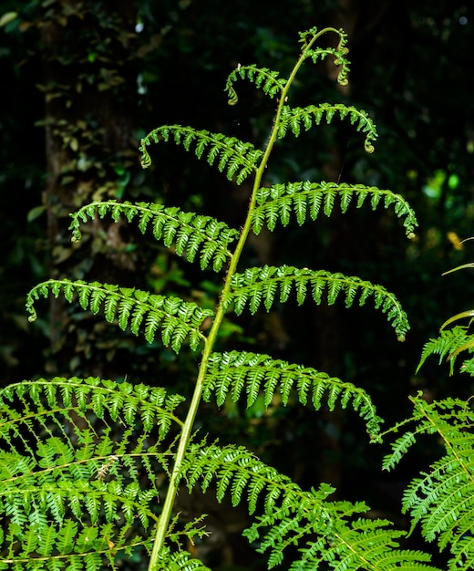 Belle foglie di felce verde