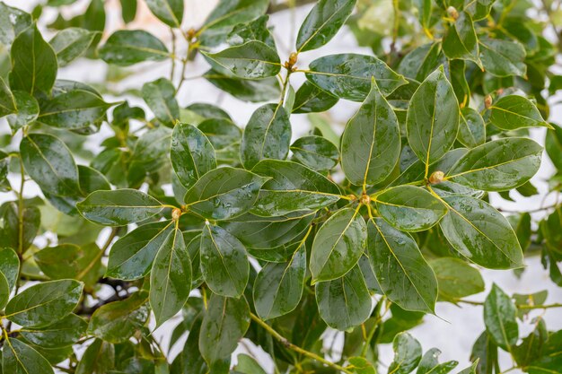 Belle foglie di magnolia in un parco tropicale come sfondo