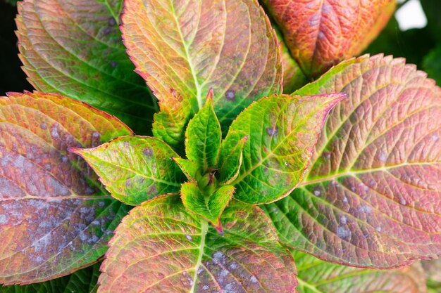 Belle foglie di ortensia o hortensia blu da vicino. Sfondo naturale artistico